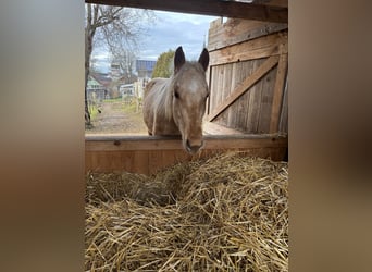 Quarter horse américain, Jument, 2 Ans, Palomino