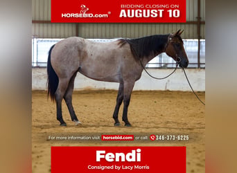 Quarter horse américain, Jument, 2 Ans, Roan-Bay