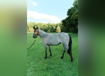 Quarter horse américain, Jument, 2 Ans, Rouan Bleu