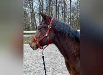 Quarter horse américain, Jument, 3 Ans, 140 cm, Bai