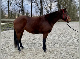 Quarter horse américain, Jument, 3 Ans, 140 cm, Bai
