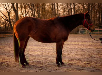 Quarter horse américain, Jument, 3 Ans, 140 cm, Bai