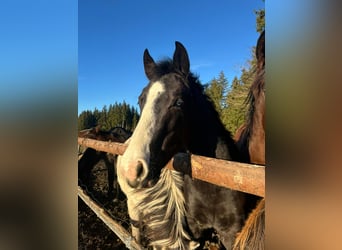 Quarter horse américain Croisé, Jument, 3 Ans, 140 cm, Noir