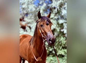 Quarter horse américain, Jument, 3 Ans, 142 cm, Bai cerise