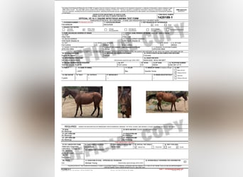 Quarter horse américain, Jument, 3 Ans, 142 cm, Bai cerise