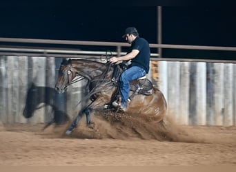 Quarter horse américain, Jument, 3 Ans, 142 cm, Bai cerise