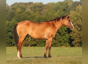 Quarter horse américain, Jument, 3 Ans, 142 cm, Isabelle