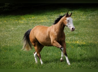 Quarter horse américain, Jument, 3 Ans, 143 cm, Buckskin