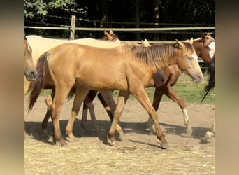 Quarter horse américain, Jument, 3 Ans, 143 cm, Champagne