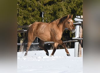 Quarter horse américain, Jument, 3 Ans, 145 cm, Alezan dun