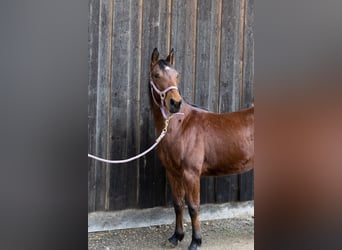 Quarter horse américain, Jument, 3 Ans, 145 cm, Bai