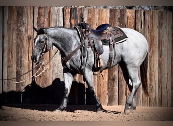 Quarter horse américain, Jument, 3 Ans, 145 cm, Rouan Bleu