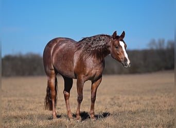 Quarter horse américain, Jument, 3 Ans, 145 cm, Rouan Rouge