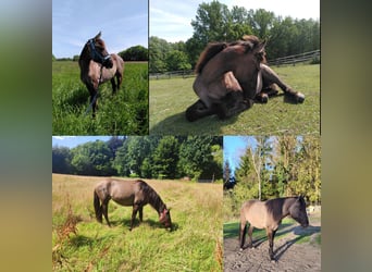 Quarter horse américain Croisé, Jument, 3 Ans, 146 cm, Grullo