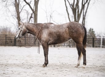 Quarter horse américain, Jument, 3 Ans, 147 cm, Gris
