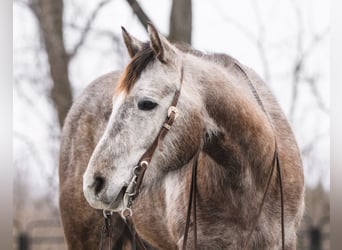 Quarter horse américain, Jument, 3 Ans, 147 cm, Gris
