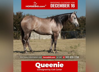 Quarter horse américain, Jument, 3 Ans, 147 cm, Gris