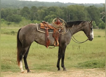 Quarter horse américain, Jument, 3 Ans, 147 cm, Gris