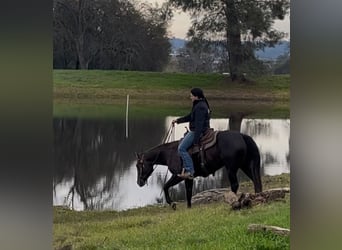 Quarter horse américain, Jument, 3 Ans, 147 cm, Gris