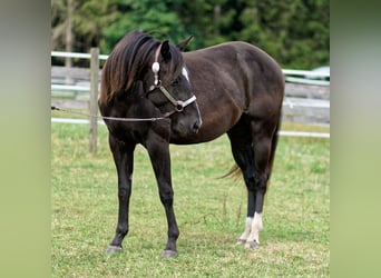 Quarter horse américain, Jument, 3 Ans, 147 cm, Noir