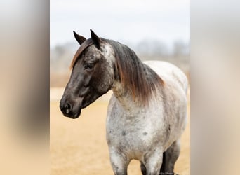 Quarter horse américain, Jument, 3 Ans, 147 cm, Rouan Bleu