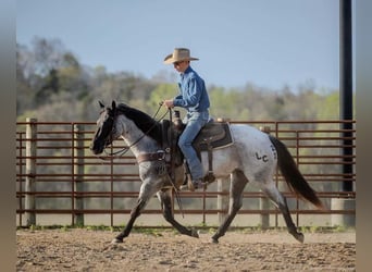 Quarter horse américain, Jument, 3 Ans, 147 cm, Rouan Bleu