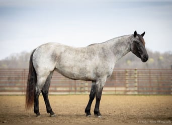Quarter horse américain, Jument, 3 Ans, 147 cm, Rouan Bleu