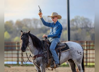 Quarter horse américain, Jument, 3 Ans, 147 cm, Rouan Bleu