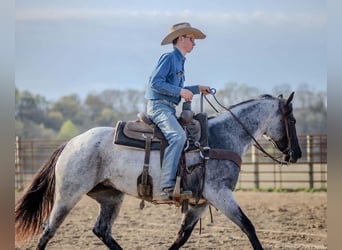 Quarter horse américain, Jument, 3 Ans, 147 cm, Rouan Bleu