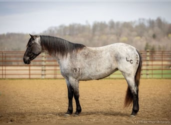 Quarter horse américain, Jument, 3 Ans, 147 cm, Rouan Bleu