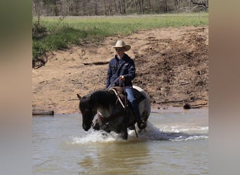 Quarter horse américain, Jument, 3 Ans, 147 cm, Rouan Bleu