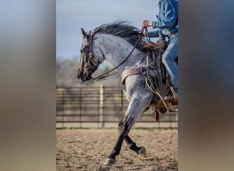 Quarter horse américain, Jument, 3 Ans, 147 cm, Rouan Bleu