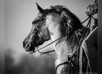 Quarter horse américain, Jument, 3 Ans, 147 cm, Rouan Bleu