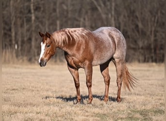 Quarter horse américain, Jument, 3 Ans, 147 cm, Rouan Rouge