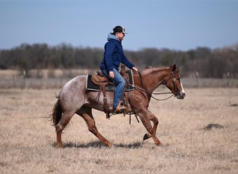 Quarter horse américain, Jument, 3 Ans, 147 cm, Rouan Rouge