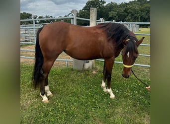 Quarter horse américain, Jument, 3 Ans, 148 cm, Bai