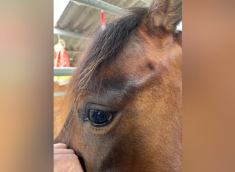 Quarter horse américain, Jument, 3 Ans, 148 cm, Bai