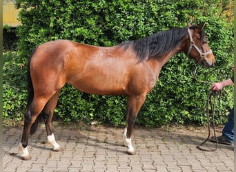 Quarter horse américain, Jument, 3 Ans, 148 cm, Bai