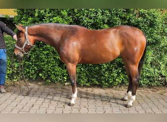 Quarter horse américain, Jument, 3 Ans, 148 cm, Bai