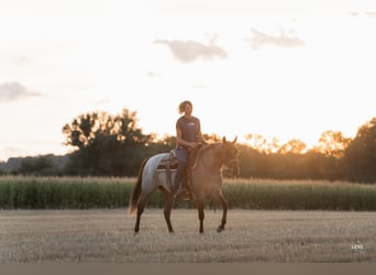 Quarter horse américain, Jument, 3 Ans, 148 cm, Rouan Rouge