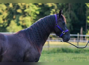 Quarter horse américain, Jument, 3 Ans, 149 cm, Noir
