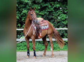 Quarter horse américain, Jument, 3 Ans, 150 cm, Alezan brûlé