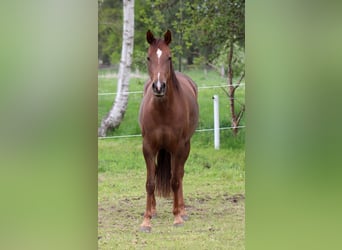 Quarter horse américain, Jument, 3 Ans, 150 cm, Alezan brûlé