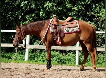 Quarter horse américain, Jument, 3 Ans, 150 cm, Alezan brûlé