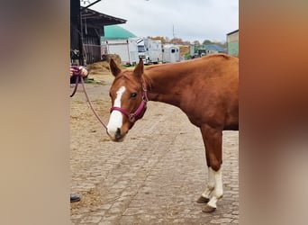 Quarter horse américain, Jument, 3 Ans, 150 cm, Alezan