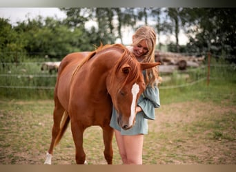 Quarter horse américain, Jument, 3 Ans, 150 cm, Alezan