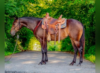 Quarter horse américain, Jument, 3 Ans, 150 cm, Bai cerise