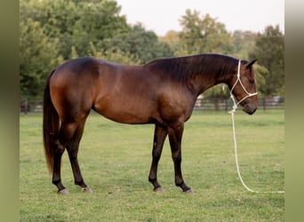 Quarter horse américain, Jument, 3 Ans, 150 cm, Bai cerise