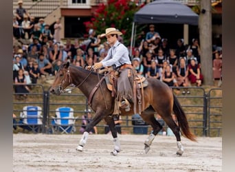 Quarter horse américain, Jument, 3 Ans, 150 cm, Bai cerise