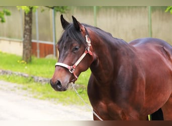 Quarter horse américain, Jument, 3 Ans, 150 cm, Bai